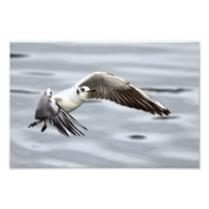 Vogelflug der Seagull Fotodruck