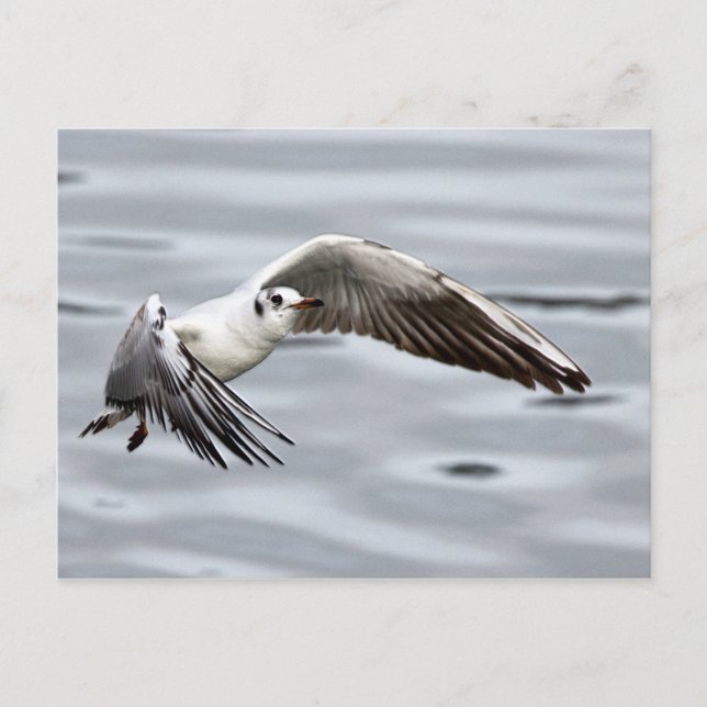 Vogelflug der Seagull Postkarte (Vorderseite)