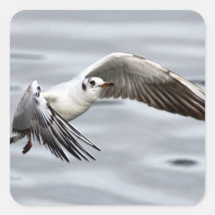 Vogelflug der Seagull Quadratischer Aufkleber