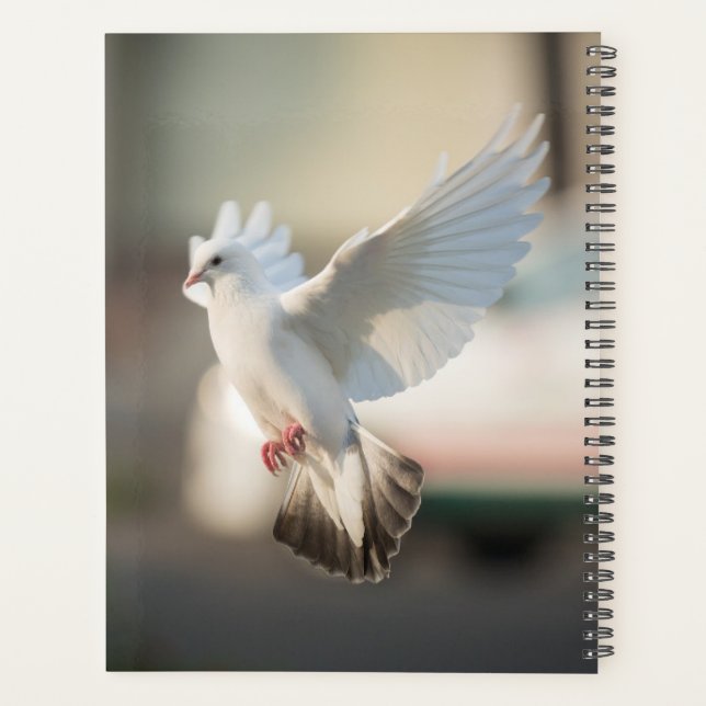 Vogelfotografie von Tauben und Tauben Planer (Rückseite)