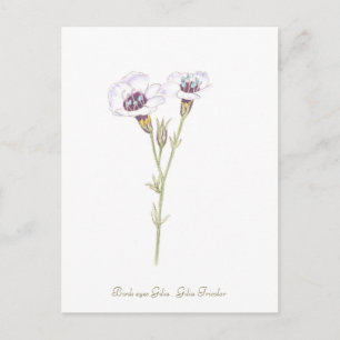 Vogelgesicht-Gilia-Aquarell Postkarte