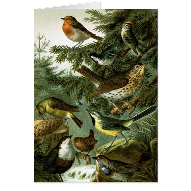 Vogelgruppe 3 (Vorne)