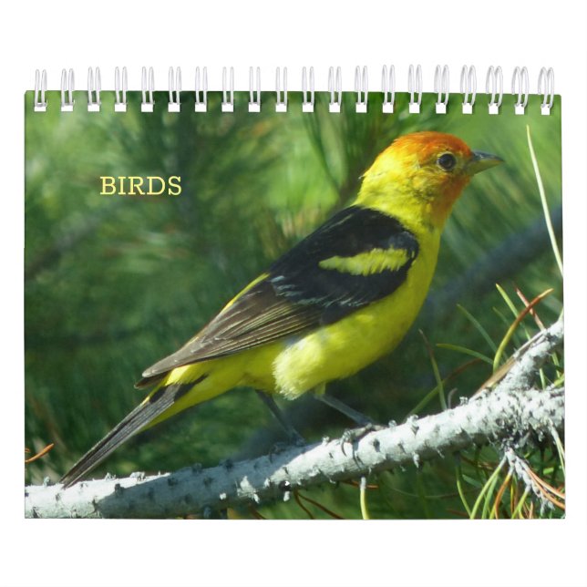 Vogelkalender Kalender (Titelbild)