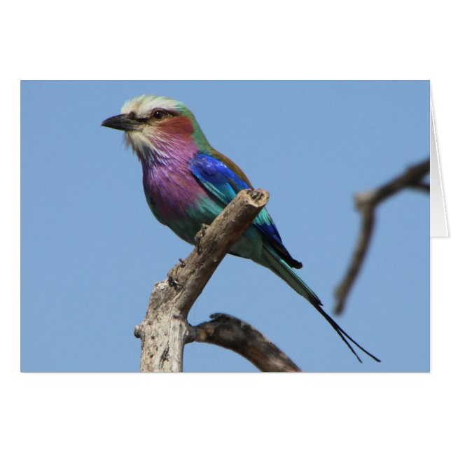 Vogelkarte (Vorderseite (Horizontal))