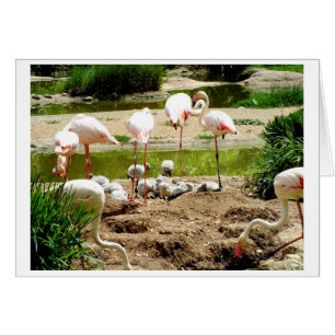 Vogelkarte von Flamingos und Küken