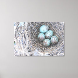 Vogelnest-Blaueier-Naturfotografie-Leinwand Leinwanddruck