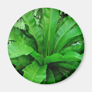 Vogelnest Fern Magnet