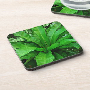Vogelnest Fern Untersetzer