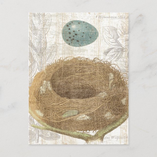 Vogelnest mit dekorativem Ei Postkarte (Vorderseite)