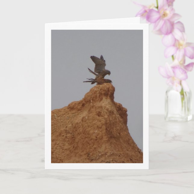 Vogelpaarung, Falco Tinnunculus Karte (Orchidee)