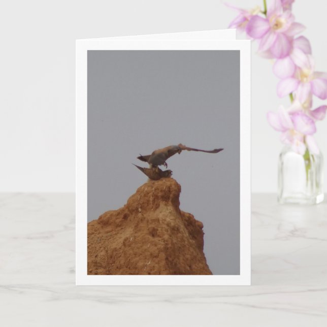 Vogelpaarung, Falco Tinnunculus Karte (Orchidee)