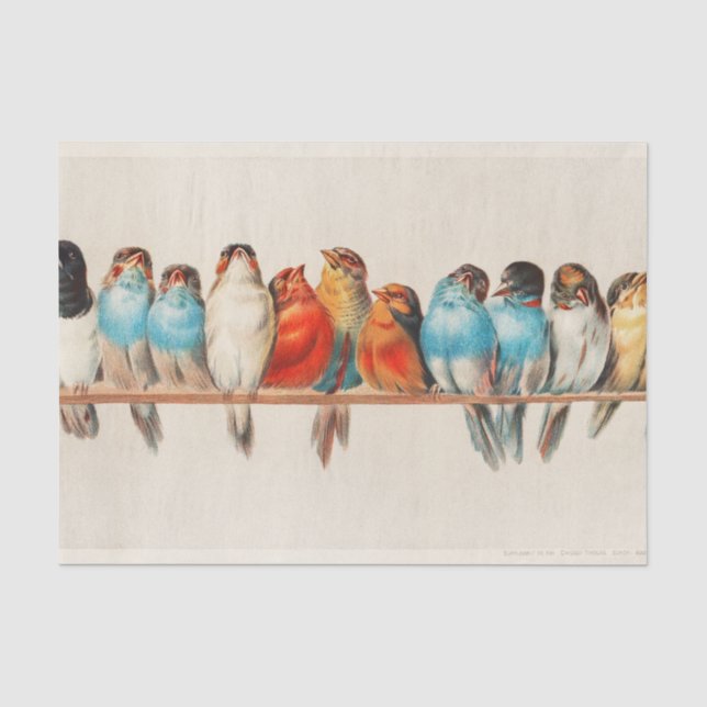 Vogelperspektive, Vogelkunst, Vogelkunst, Vogelkun Seidenpapier (Vorderseite)