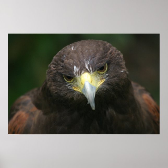 Vogelplakat 13 poster (Vorne)