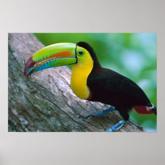 Vogelplakat 16 poster