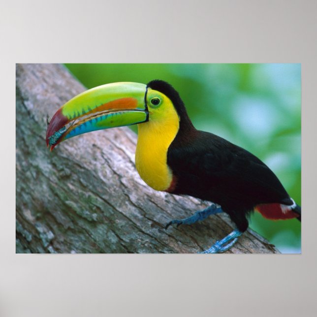 Vogelplakat 16 poster (Vorne)