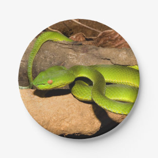 Vogels Gruben-Viper Pappteller