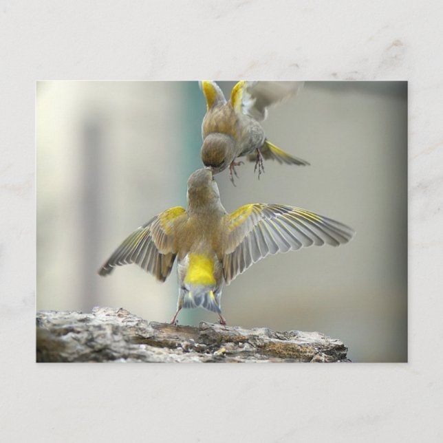 Vogels Postkarte (Vorderseite)