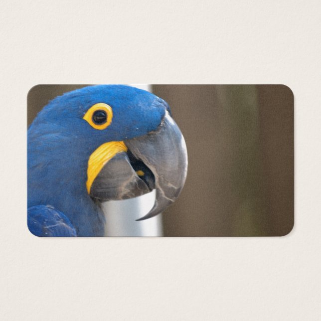 Vogelschwärmer-Haustier Destiny's (Vorderseite)