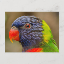 Vogelsittich Postkarte