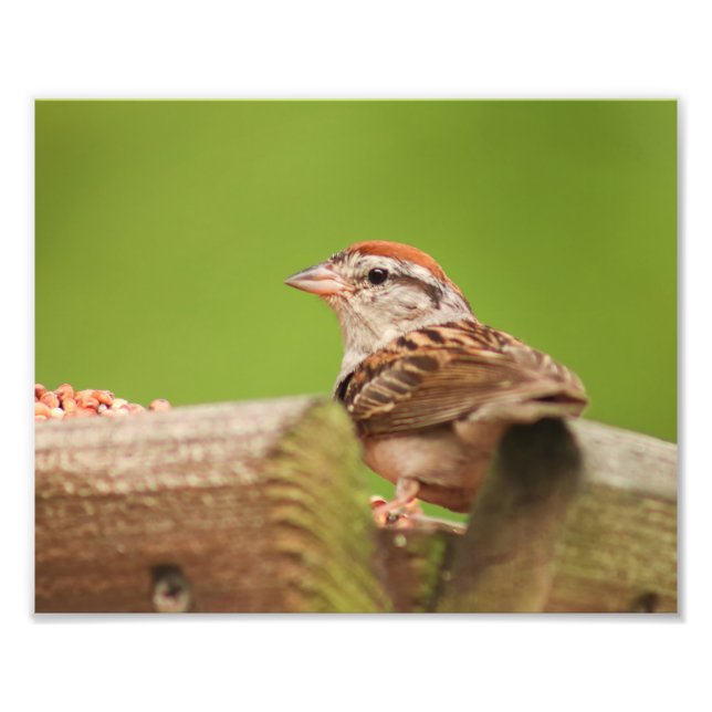 Vogelspinne Fotodruck (Vorne)
