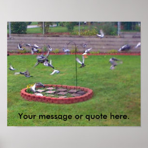 Vogeltauben Fliegenjacke Ihre Textposter Poster