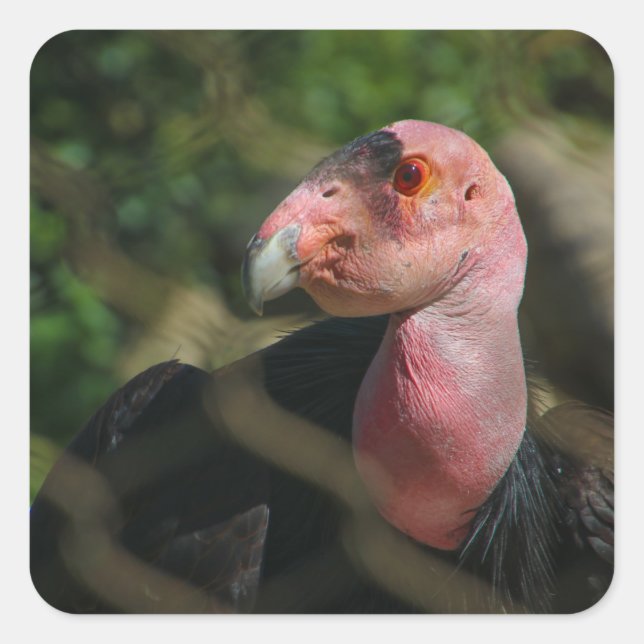 Vogelvogel Quadratischer Aufkleber (Vorderseite)