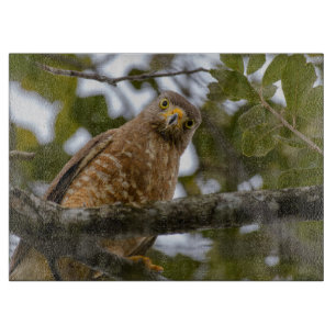 Vogelwelt, Roadside Hawk Belize Schneidebrett