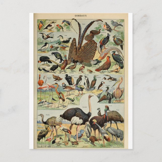 Vogelwörterbuch Postkarte (Vorderseite)