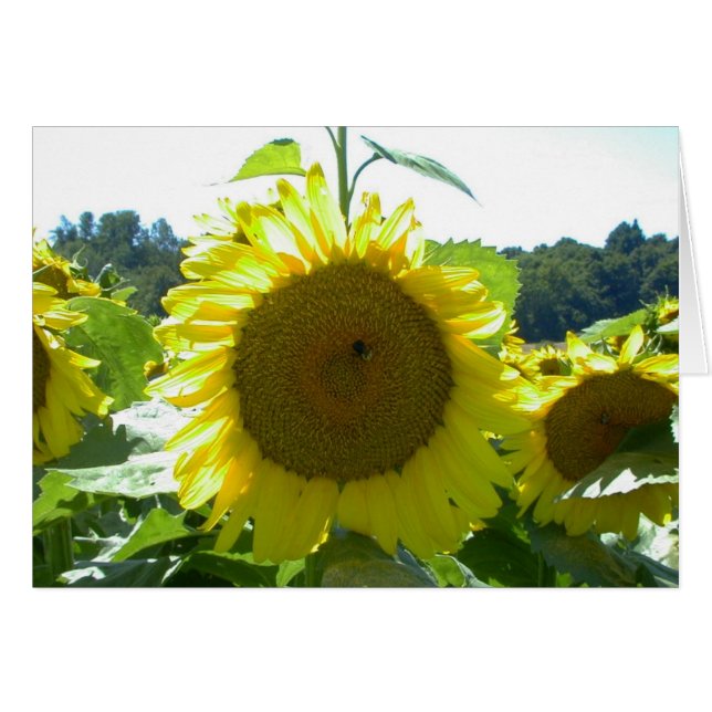 Voici la carte Sun (Devant horizontal)