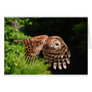 Voici le magnifique hibou
