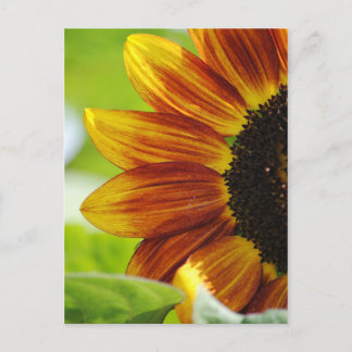 Voir Une Carte Postale Boo Sunflower