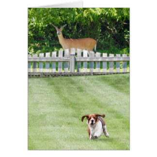 Voisin courant de basset et de cerfs communs sur