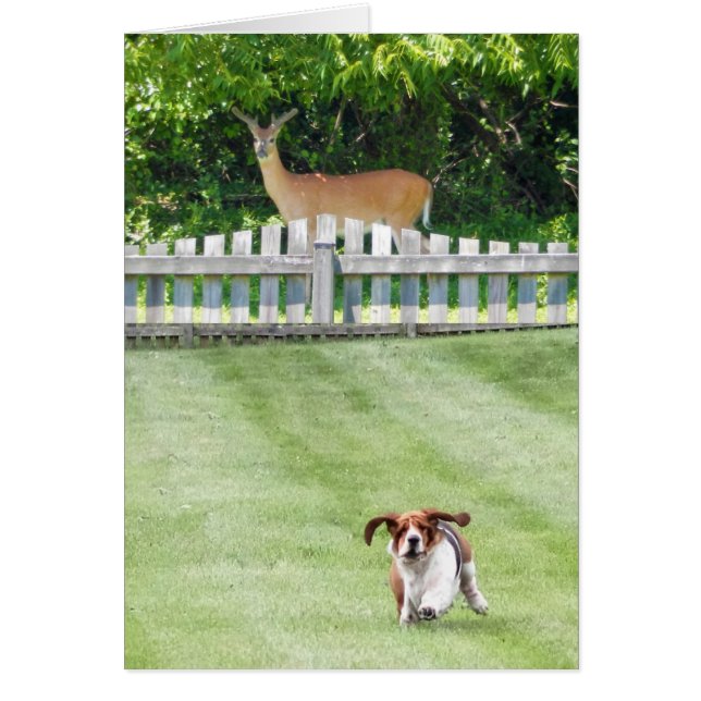 Voisin courant de basset et de cerfs communs sur (Devant)