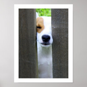 Voisin fouineur - affiche de Jack Russell Terrier