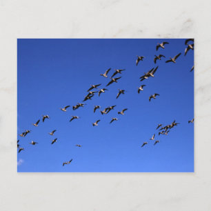 Vol de l'oie sauvage - Carte postale
