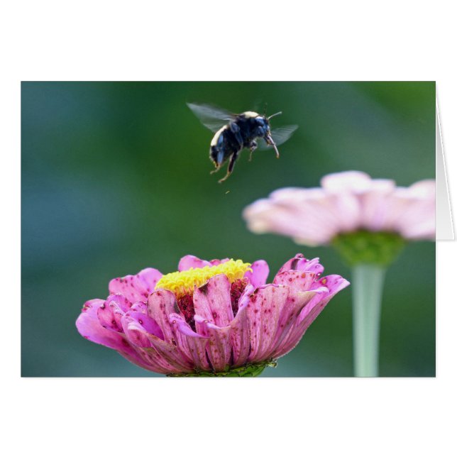 Vol du bourdon (Devant horizontal)