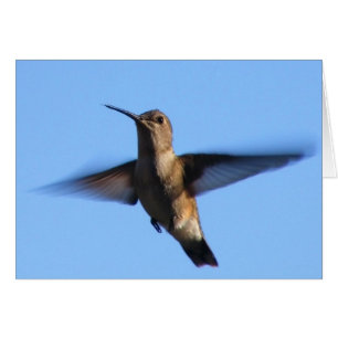 vol du colibri 3aJ dans un ciel bleu