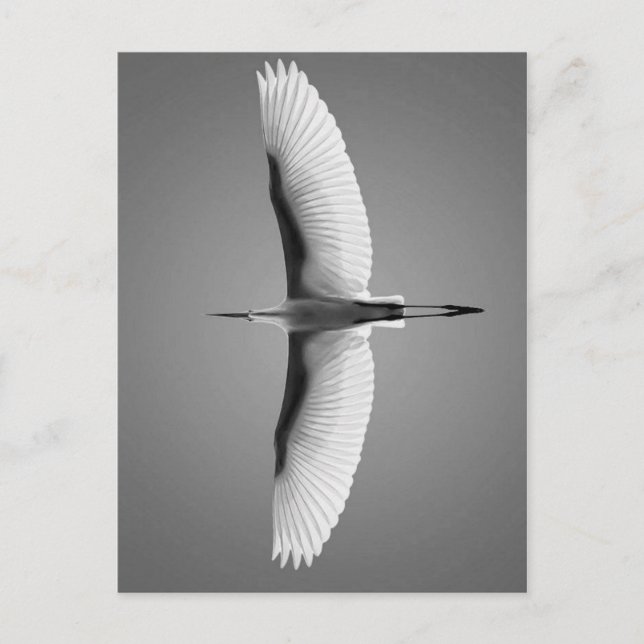 Vol Oiseau grandes ailes Postkarte (Vorderseite)