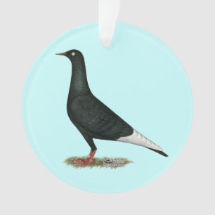 Vol vol Pigeon noir