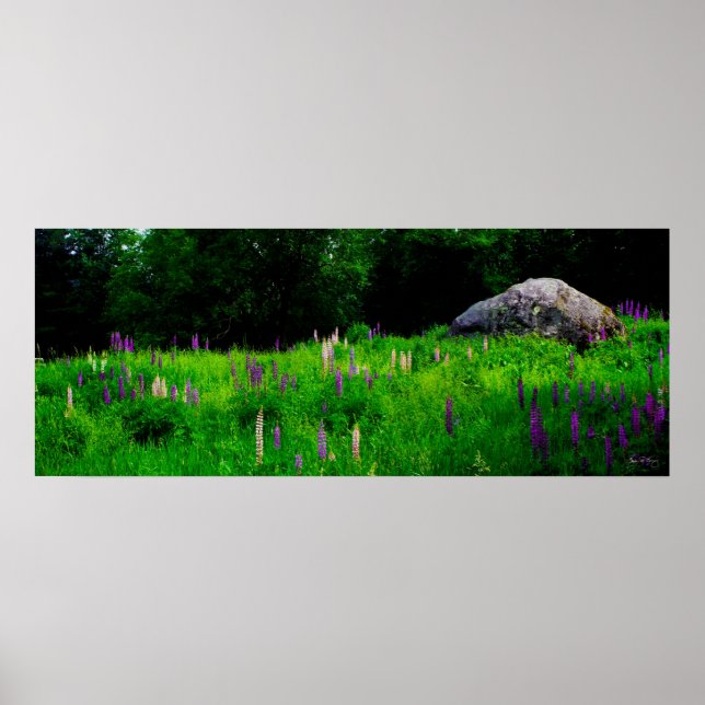 Volaille Glacial Dans Une Poster De Champ Lupine (Devant)