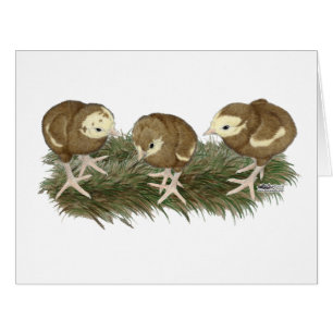 Volailles de chocolat Turquie