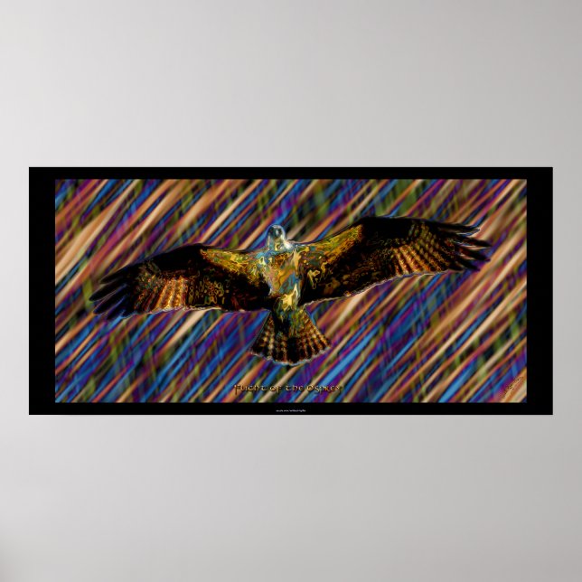 Voler OSPREY Raptor Modern Art Poster (Devant)