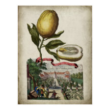 Volkamer Citrus Lemon affiche paysagère italienne