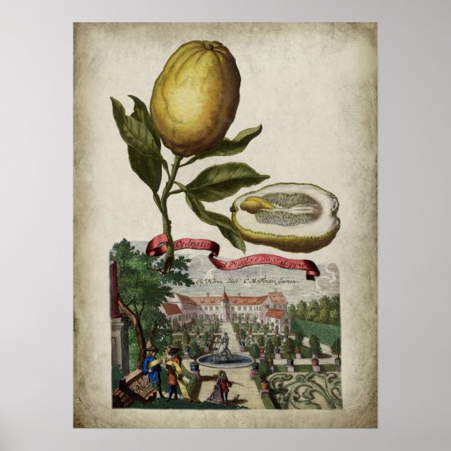 Volkamer Citrus Lemon affiche paysagère italienne (Devant)