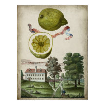 Volkamer Citrus Lemon Italienische Landschaft