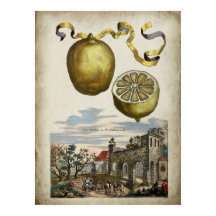 Volkamer Citrus Lemon Italienisches Landschaftspos