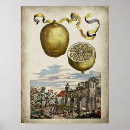 Volkamer Citrus Lemon Italienisches Landschaftspos Poster