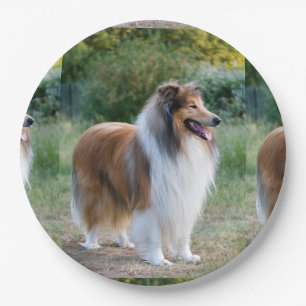 voll 5 raue collie.png pappteller