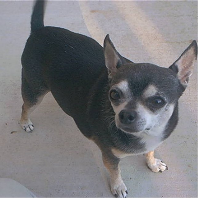 voll Chihuahua 3 Fotoskulptur Schlüsselanhänger (Vorne)