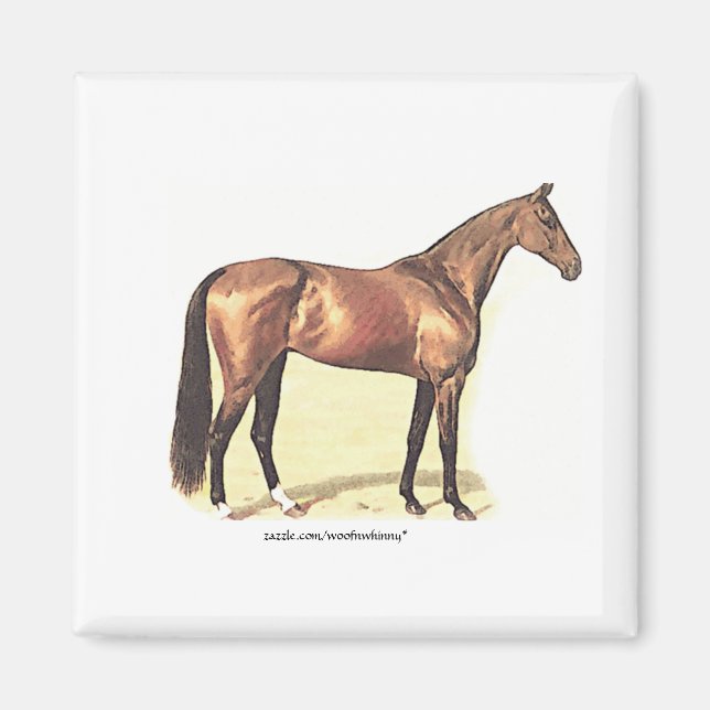 Vollblut Magnet (Vorne)